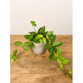 Peperomia 'Rocca Verde'