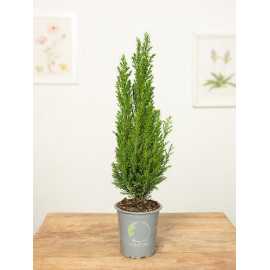 Cyprysik 'Elwoodii' | Mały