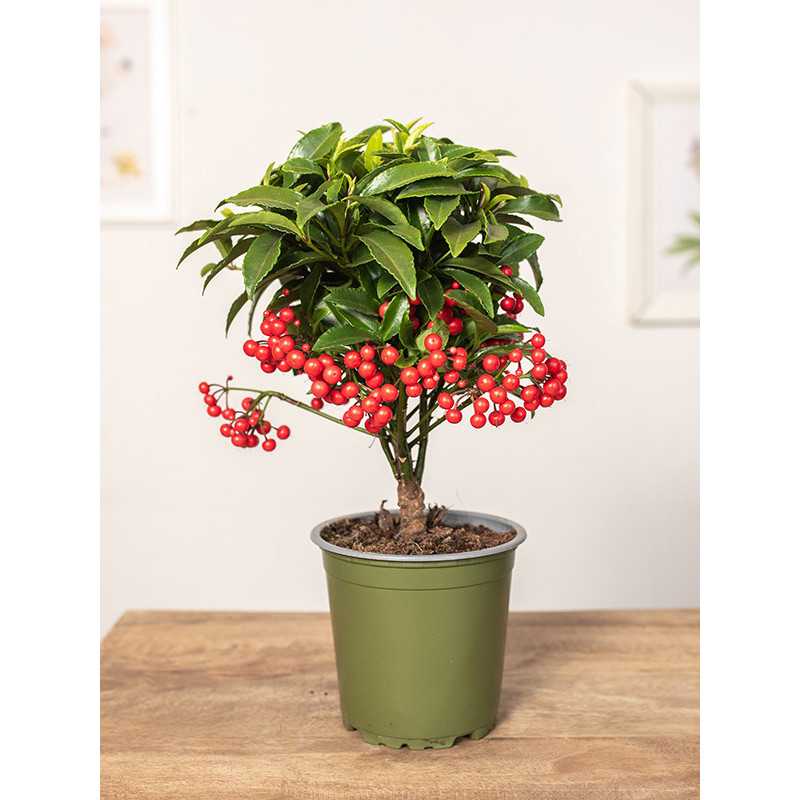 Ardizja karbowana | Czerwona