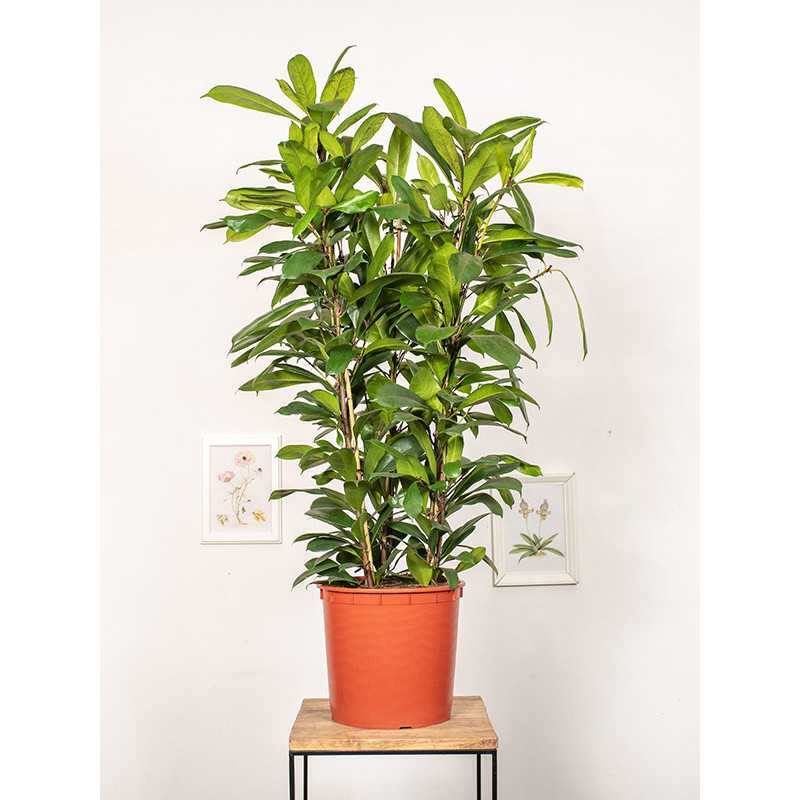 Fikus cyathistipula | Duży