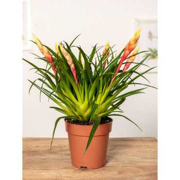 Frizea 'Shannon' Frizea 'Shannon'