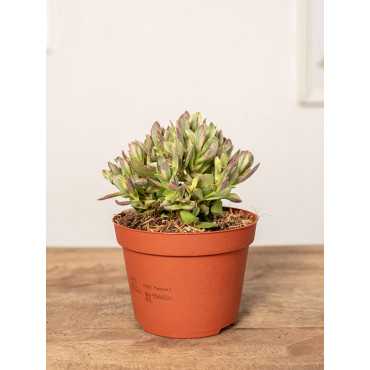 Grubosz swaziensis 'Variegata'