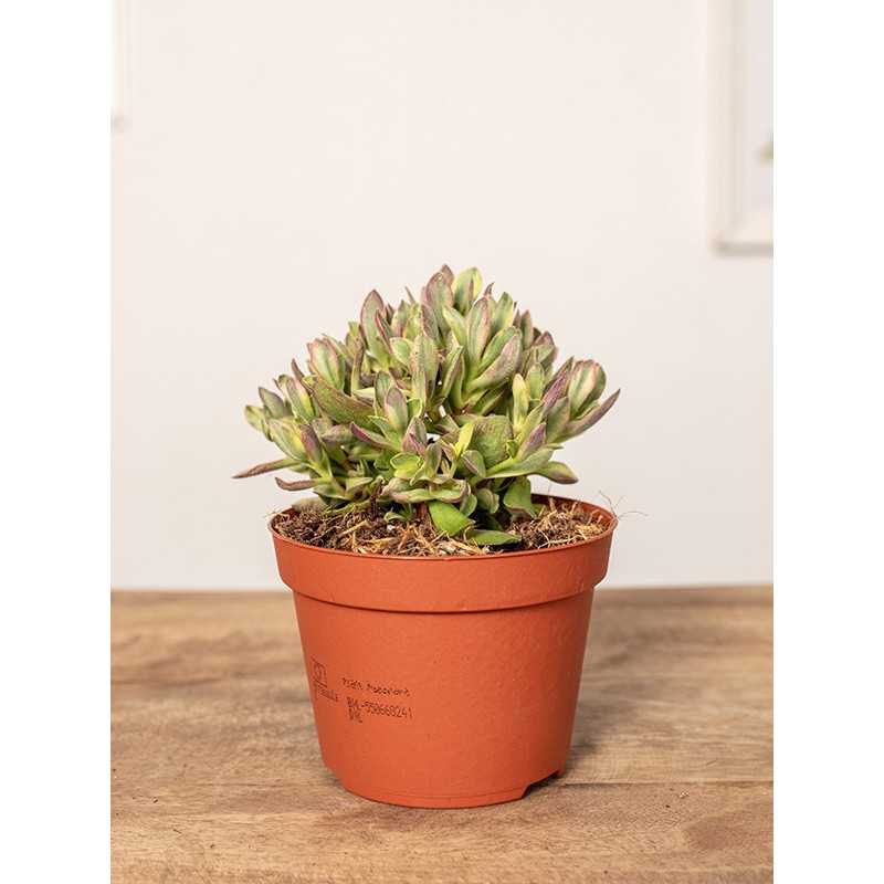 Grubosz swaziensis 'Variegata'