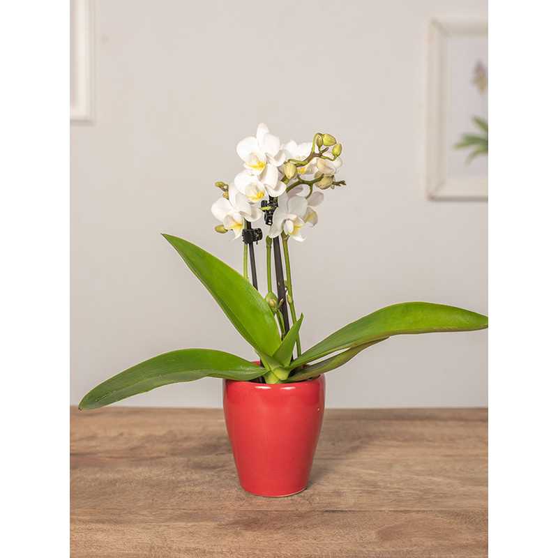 Storczyk miniaturka w osłonce