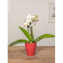 Storczyk miniaturka w osłonce