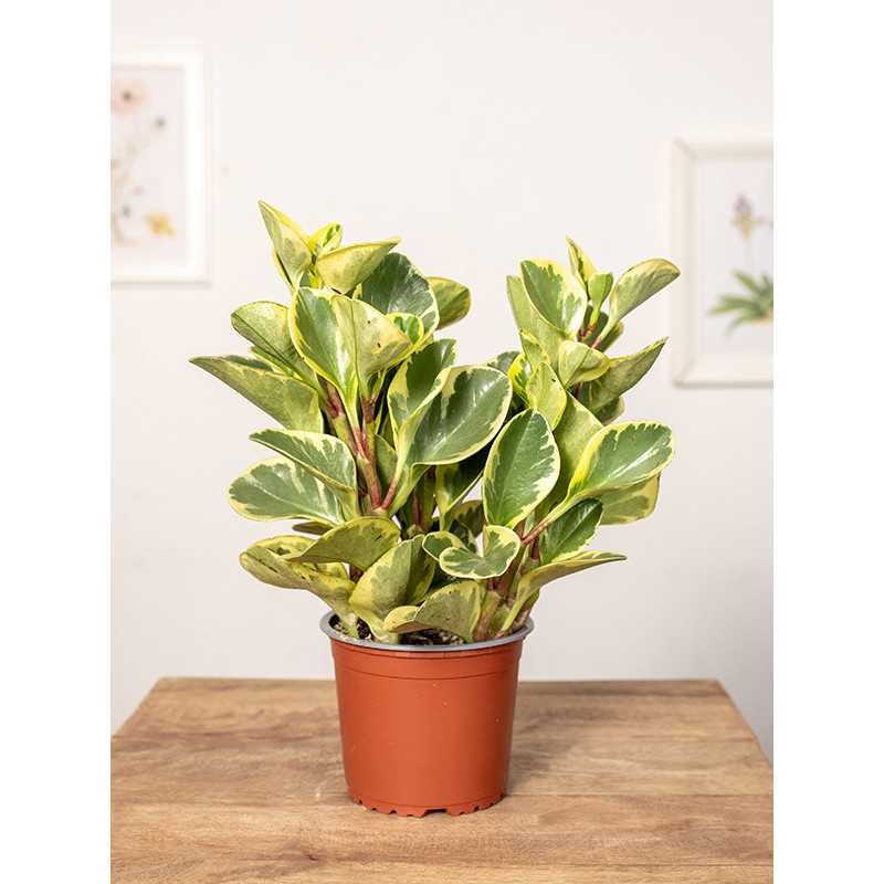 Peperomia obtusifolia 'Variegata'