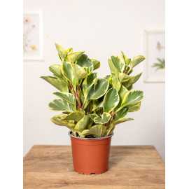 Peperomia obtusifolia 'Variegata'
