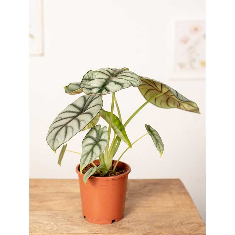 Alokazja 'Silver Dragon'