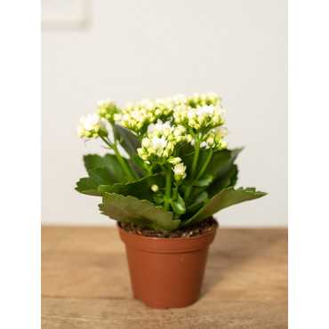 Kalanchoe ‘Calandiva’ | Białe