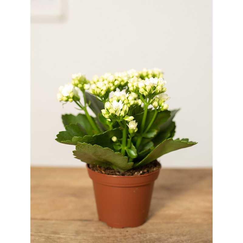Kalanchoe ‘Calandiva’ | Białe