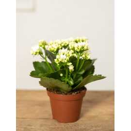 Kalanchoe ‘Calandiva’ | Białe