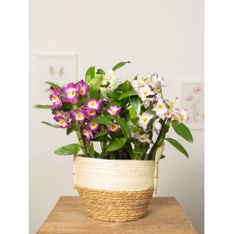 Dendrobium szlachetne | Tomaszewski
