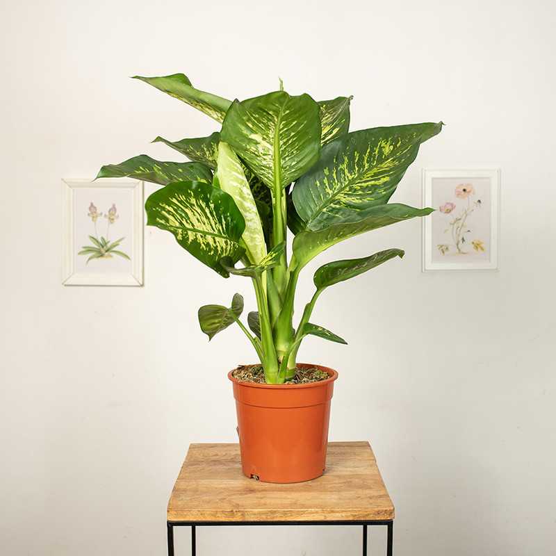 Difenbachia 'Tropic Snow'