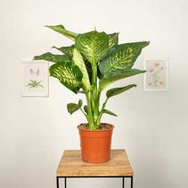 Difenbachia 'Tropic Snow'