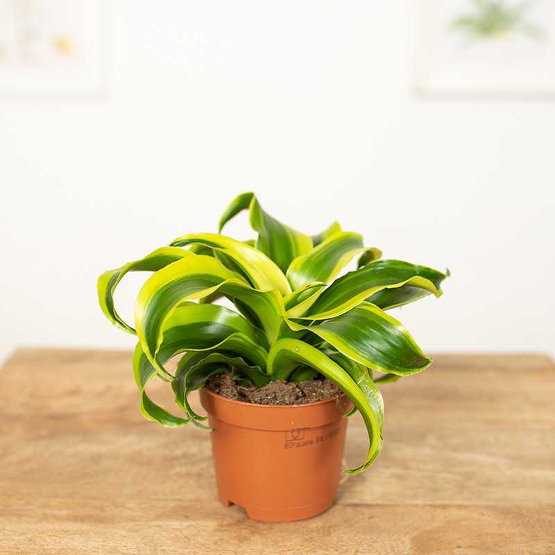 Dracena 'Tornado' Dracena 'Tornado'
