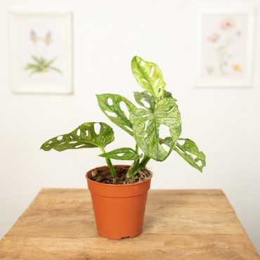 Monstera adansonii 'Mint'