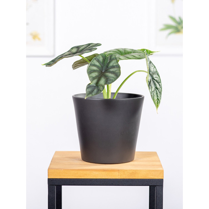 Alokazja 'Black Velvet' | Alocasia 'Black Velvet'