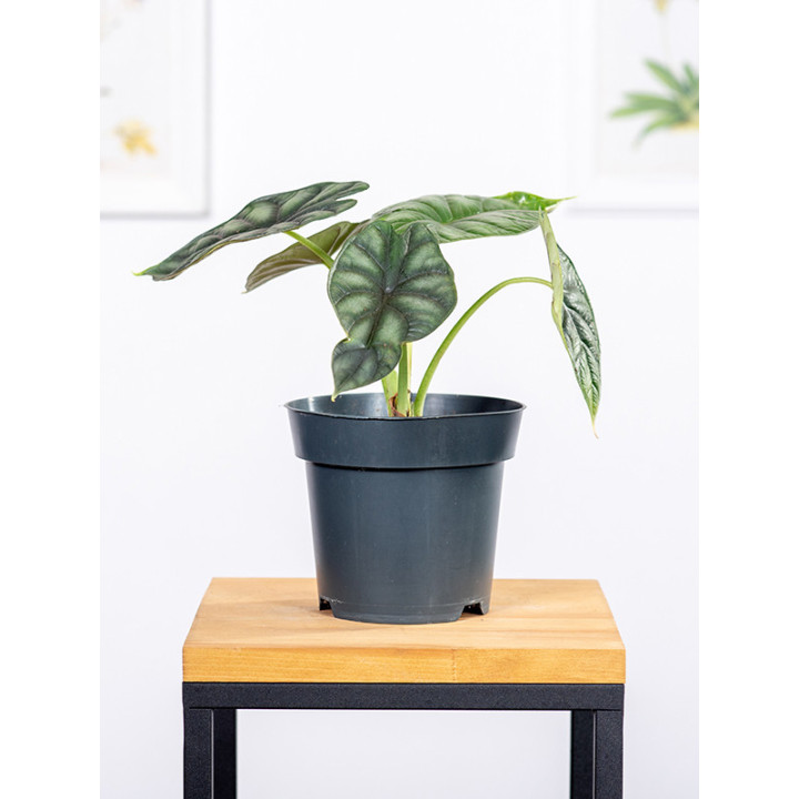 Alokazja 'Black Velvet' | Alocasia 'Black Velvet'
