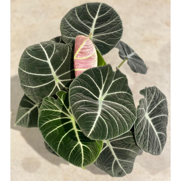 Alokazja 'Black Velvet' | Alocasia 'Black Velvet'