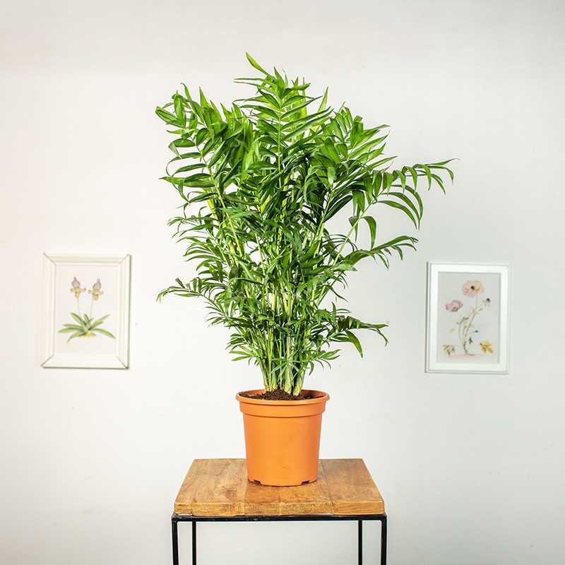 Chamedora wytworna duża