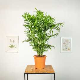 Chamedora wytworna duża