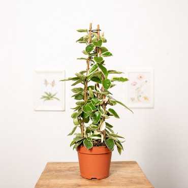 Hoja 'Krimson Queen' | Piramida
