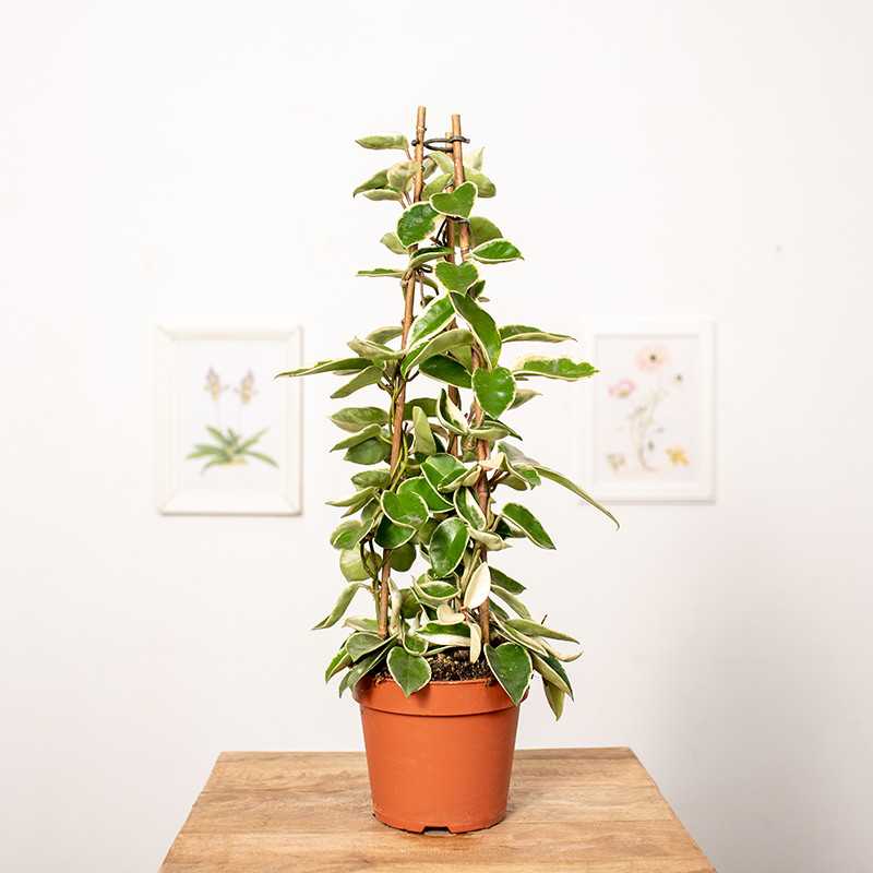 Hoja 'Krimson Queen' | Piramida
