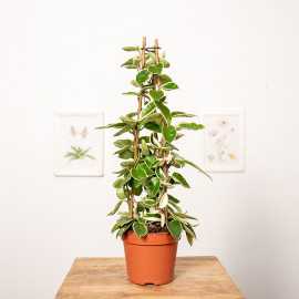 Hoja 'Krimson Queen' | Piramida