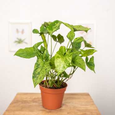 Syngonium 'Mottled Mojito'