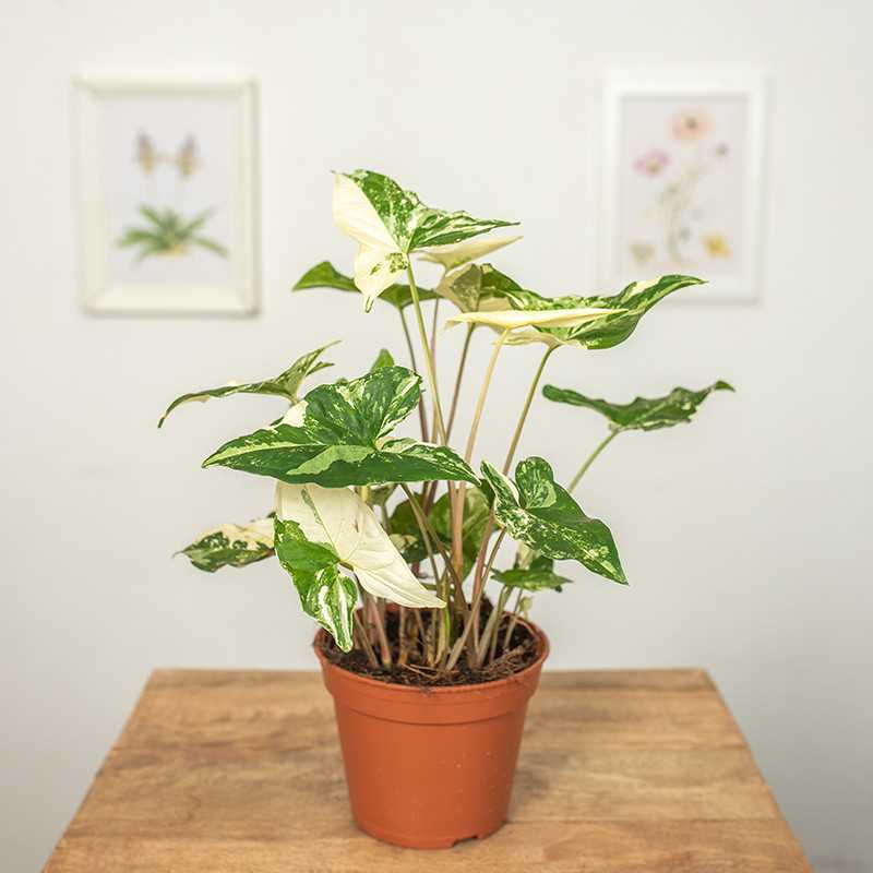 Syngonium 'Variegata'