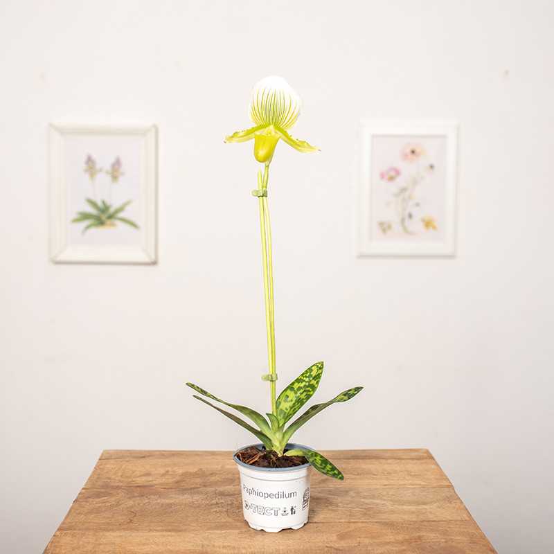 Storczyk Sabotek 'Femma'