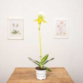 Storczyk Sabotek 'Femma'