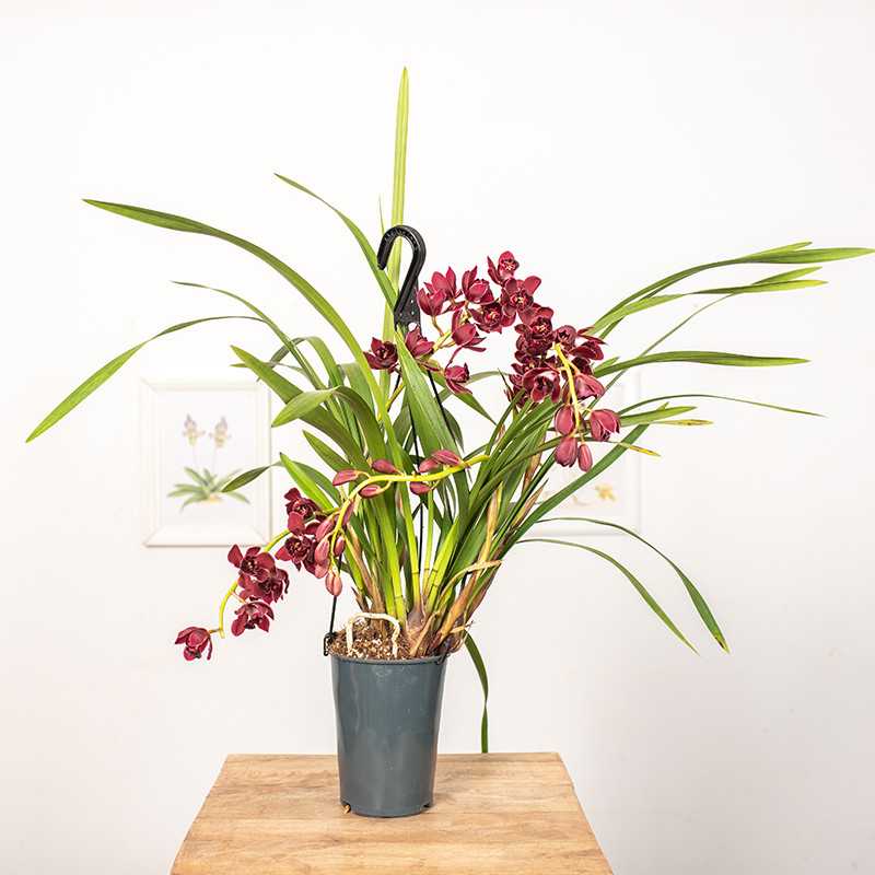 Storczyk Cymbidium | Wiszący