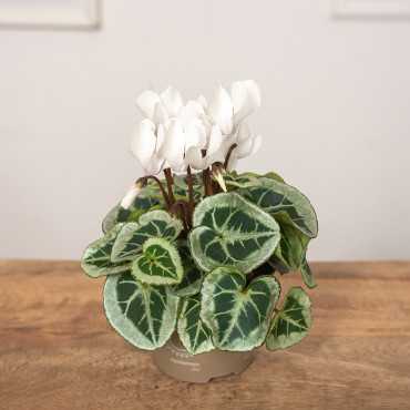 Cyklamen Picasso | Biały