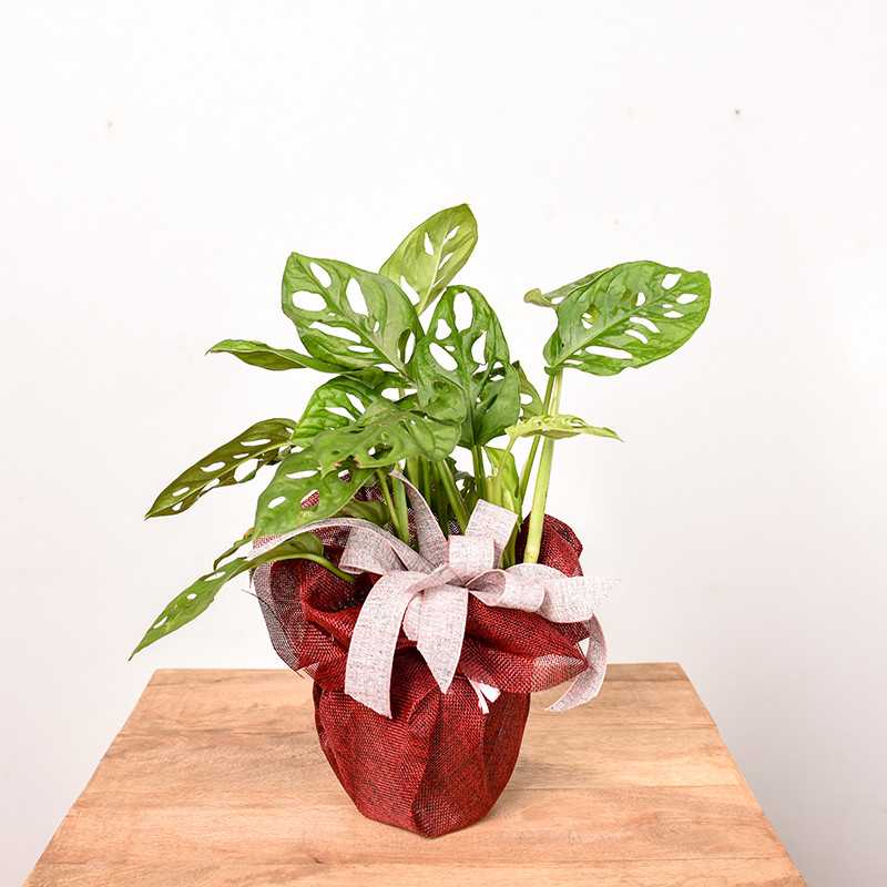 Monstera 'Monkey Mask' z przybraniem