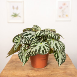 Begonia 'Silver Jewell'