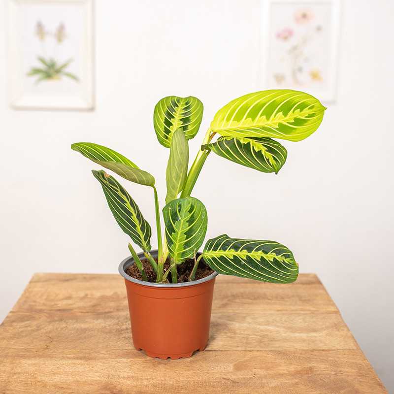 Maranta 'Lemon Lime' Maranta 'Lemon Lime'