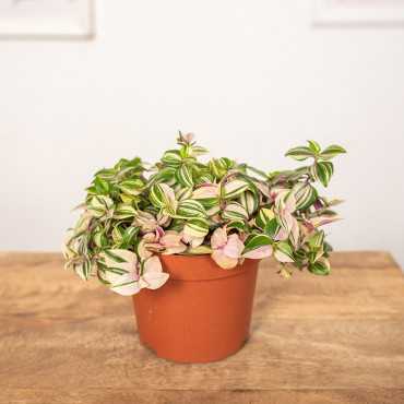 Trzykrotka 'Quatricolor'