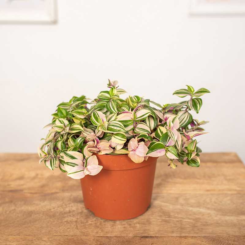 Trzykrotka 'Quatricolor'