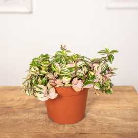 Trzykrotka 'Quatricolor'