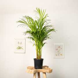 Palma Areka