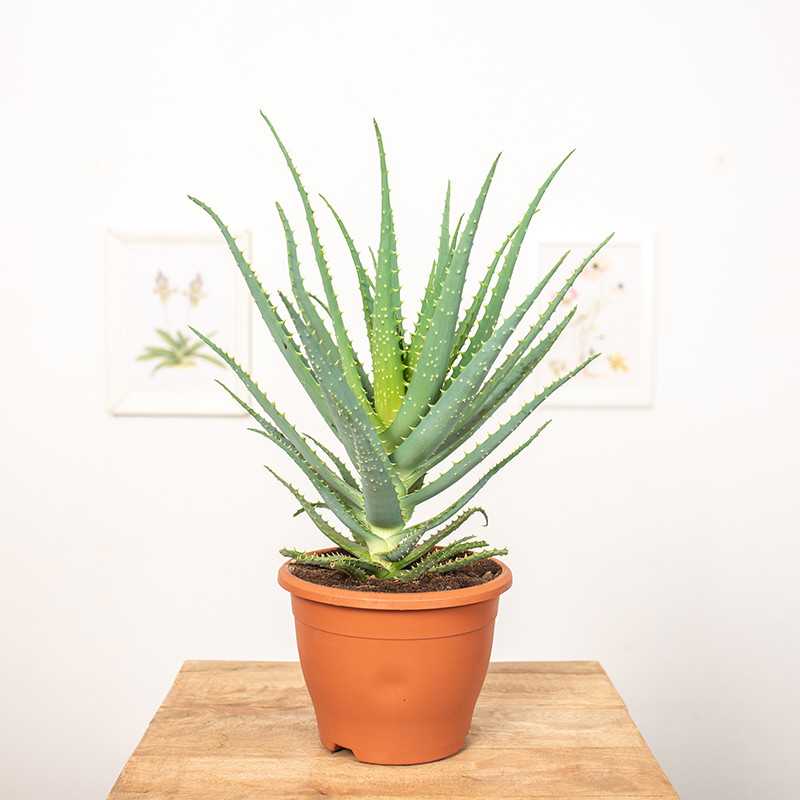 Aloes drzewiasty | Duży