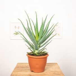 Aloes drzewiasty | Duży