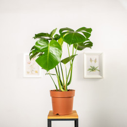 Monstera Dziurawa - Monstera Deliciosa