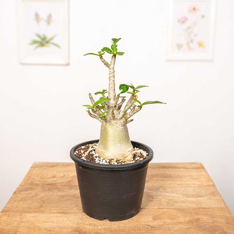 Adenium - Róża pustyni