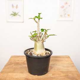 Adenium - Róża pustyni