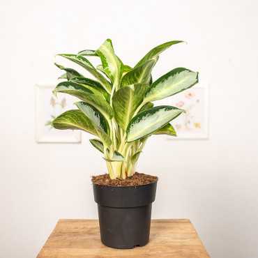 Aglonema 'Silver Blue'