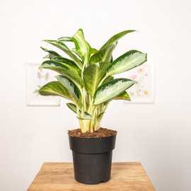 Aglonema 'Silver Blue'