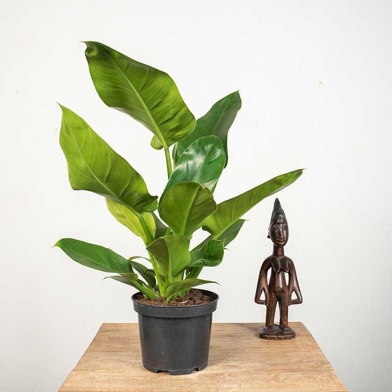 Filodendron 'Imperial Green'