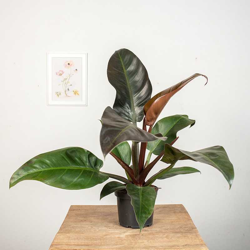 Filodendron 'Imperial Red'